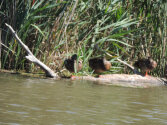 Ducks in the pond.